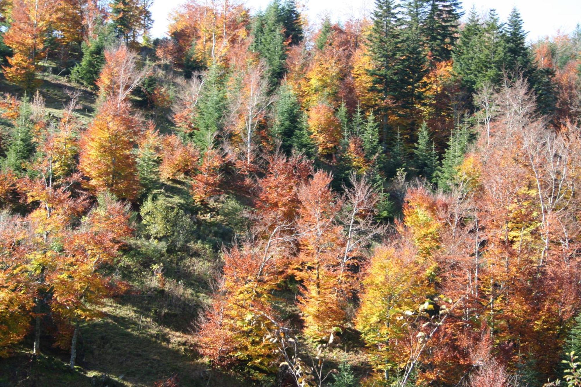 Logis Restaurant Les Cevennes